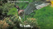 Guide sur les rapaces du Parc national des Cévennes : 43 espèces à découvrir