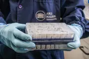 Hantavirus Andes : une épidémie argentine décortiquée par la science