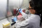 Hantavirus en Argentine : 32 morts en un an, les autorités en alerte