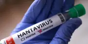 Hantavirus : les complotistes recyclent leurs récits du Covid-19