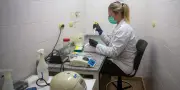 Hantavirus : l'OMS confirme huit cas liés au virus des Andes