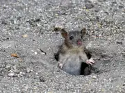 Hantavirus Seoul détecté chez les rats de Bordeaux en 2023