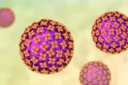 Hantavirus : un premier foyer sur un navire de croisière inquiète l'OMS