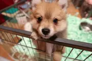 Hyères annule un salon de vente de chiots et chatons pour protéger les animaux