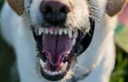 Indre : une femme de 70 ans tuée par ses chiens, 17 euthanasiés