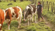 Investir dans des vaches plutôt que des cryptos : la solution qui séduit