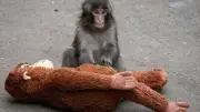 Japon : deux Américains arrêtés après être entrés dans l'enclos d'un bébé macaque star