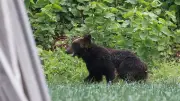 Japon : première attaque mortelle d'ours en 2026 après une année record