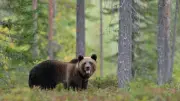 Japon : record d'ours abattus avec 14 601 en 2025, soit 40 par jour