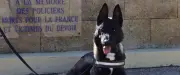 Jim, chien errant devenu policier à Nîmes, rejoint la brigade cynotechnique