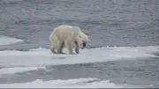 Journée mondiale des espèces menacées : un appel à l'action