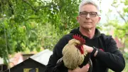 Kiki le coq gagne en justice et peut continuer à chanter