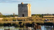 La Camargue dévoilée sous tous les angles à Saint-Aunès
