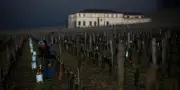 La consommation mondiale de vin poursuit sa décrue en 2025