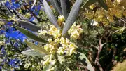 La Picholine, fierté locale de Collias, une variété d'olive unique