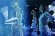 L'Aquarium de Biarritz : 90 ans d'histoire en images
