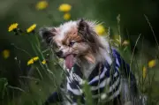 Lazare, le plus vieux chien du monde, s'éteint à 31 ans en Haute-Savoie