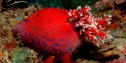 Le concombre de mer invente des tissus immortels