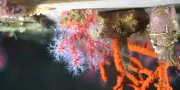 Le mystère de la reproduction du corail rouge de Méditerranée