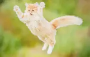 Le syndrome du chat parachutiste : un phénomène fascinant