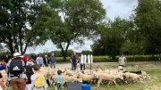 Les agnelles de retour pour l'éco-pâturage à Jacou