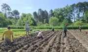 Les Amap bordelaises : un modèle solidaire qui s'ancre dans le quotidien