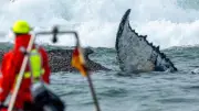 Les baleines victimes collatérales du conflit au Moyen-Orient