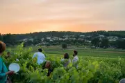 Les Escapades des vins de Bandol : balade gourmande du 5 au 7 juin