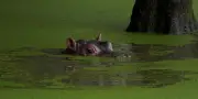 Les hippopotames d'Escobar : menace pour la Colombie