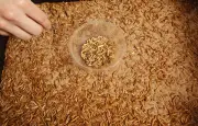 Élevage d'insectes : rentabilité en question après la liquidation d'Ynsect