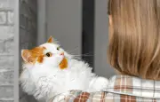 L'indépendance du chat domestique souvent surestimée par les études