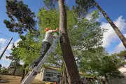 Lutte contre la processionnaire du pin : pièges à phéromones et mésanges