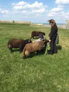 Macadam Mouton retire ses moutons après deux incidents canins