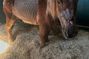 Maltraitance animale dans le Var : le poney Obélix aura-t-il justice ?