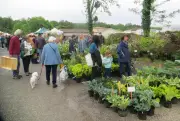 Marché aux fleurs à Saucats : un succès printanier pour Le Sambucus