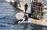 Marineland : le transfert controversé des orques et dauphins vers l'Espagne se précise