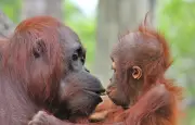 Maternité animale : de l'araignée dévorée à l'orang-outan patient