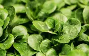 Mâche : une salade douce aux multiples bienfaits nutritionnels