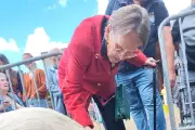 Médiation animale : une cochonne réunit enfants et seniors à La Croix-Valmer