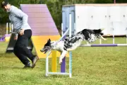 Monaco Dogs School : Tam et ses compagnons brillent en agility à Garéoult