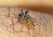 Moustique tigre en Dordogne : progression inexorable et lutte renforcée en 2026