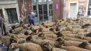 Moutons et brebis en vedette sur la place Saint-Jean à Lansargues