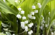 Muguet toxique pour animaux : symptômes et gestes d'urgence