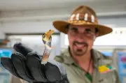 Naissance exceptionnelle de 33 bébés cobras à monocle en Charente-Maritime