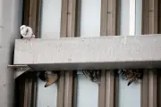 Nice : des pigeons agonisent dans le parking Carrefour Lingostière, l'enseigne promet des travaux