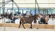 Nouveau maire à Maisons-Laffitte : une nouvelle vision pour l'hippodrome