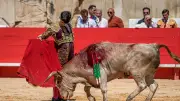 Novillada non piquée : l'école de la tauromachie à Nîmes