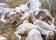 Opération de gendarmerie à Vianne et Buzet : un homme en garde à vue pour maltraitance animale