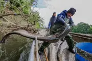 Pêche au silure en Gironde pour protéger les espèces migratrices