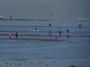Pêche à pied : surveillance renforcée sur le littoral de Saint-Martin-de-Ré
